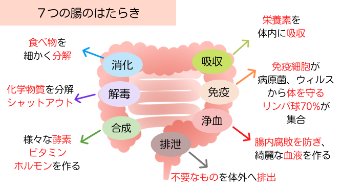 ７つの腸の働き